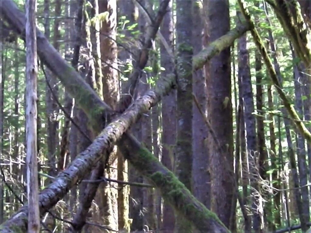 Wynootchee structure with loaded log