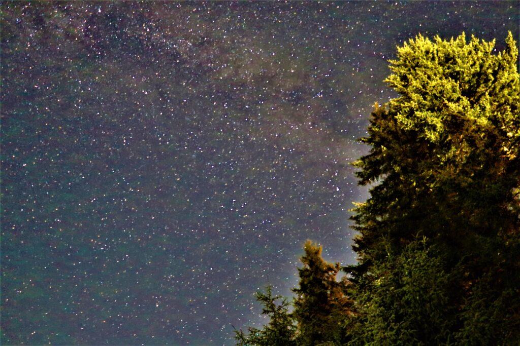 stars and trees
